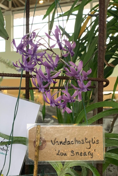 Vandachostylis Lou Sneary