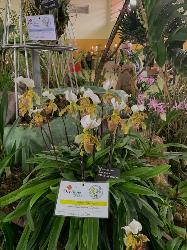 Paphiopedilum Leeanum