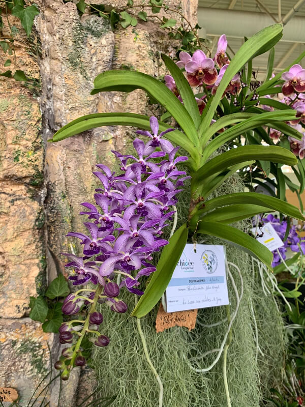 Rhynchovanda Blue Angel