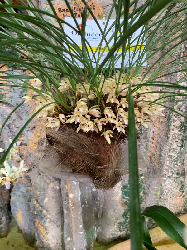 Brasiliorchis kautskyi