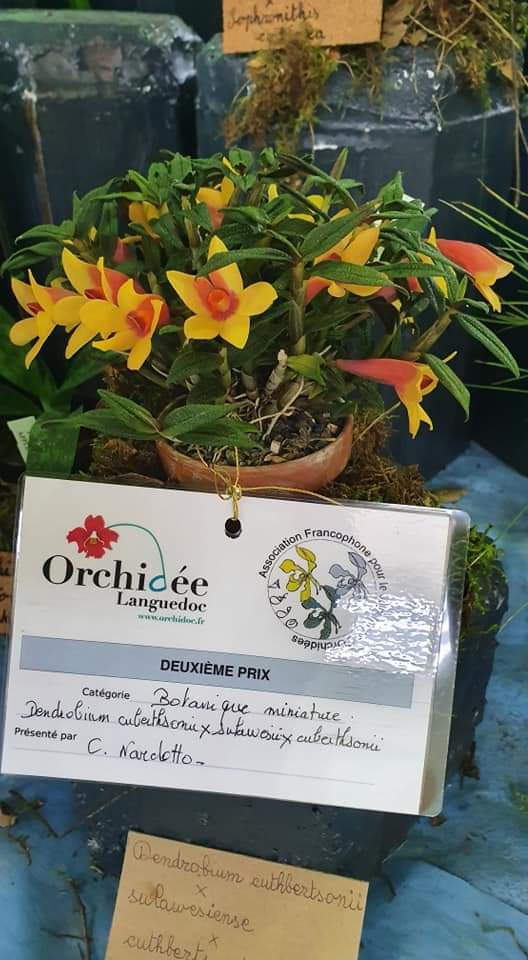 Dendrobium cuthbertsonii x sulawesiense x cuthbertsonii