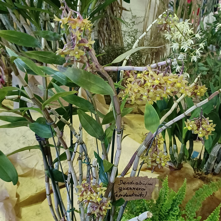 Oncidium. sphacelatum