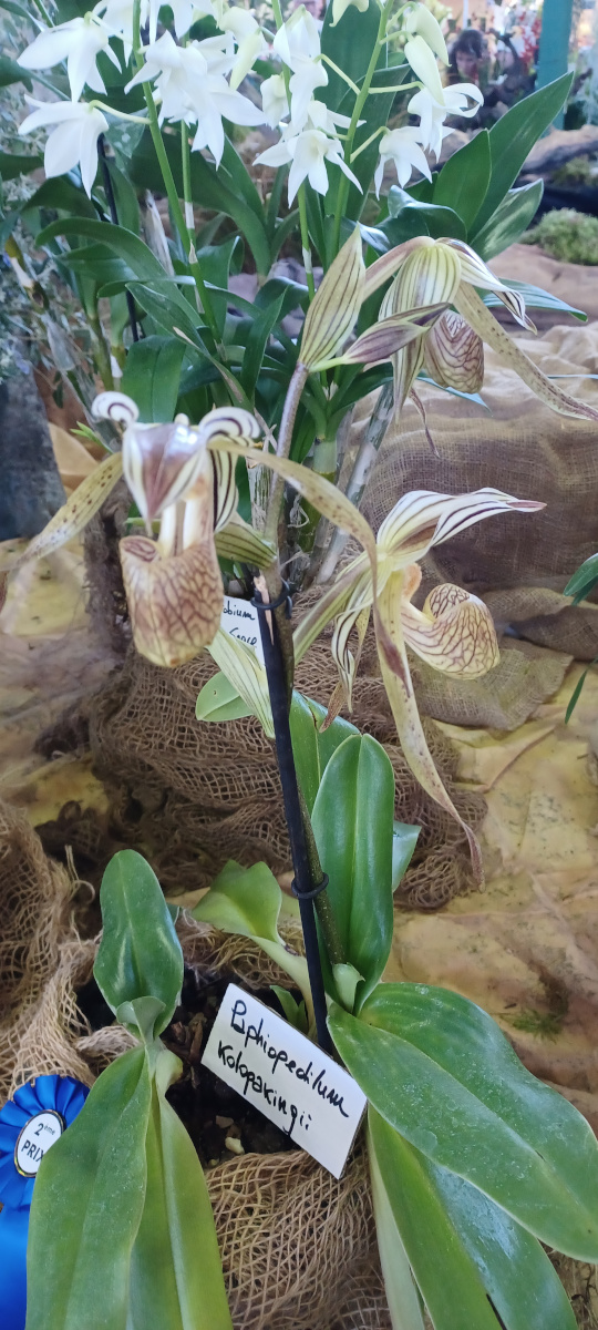 Stenorrhynchos. speciosum