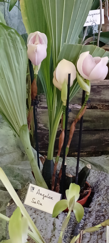 Maxillaria. kautskyi