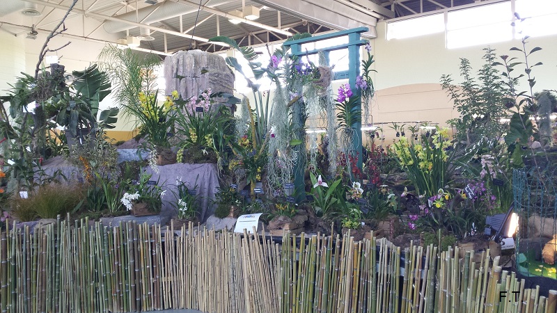 Paphiopedilum. villosum