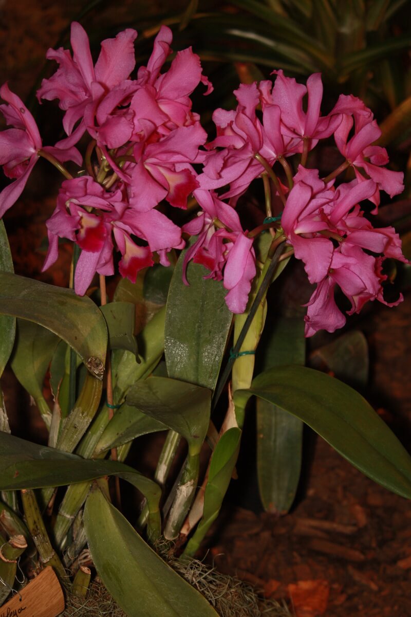 Cattleya deckeri