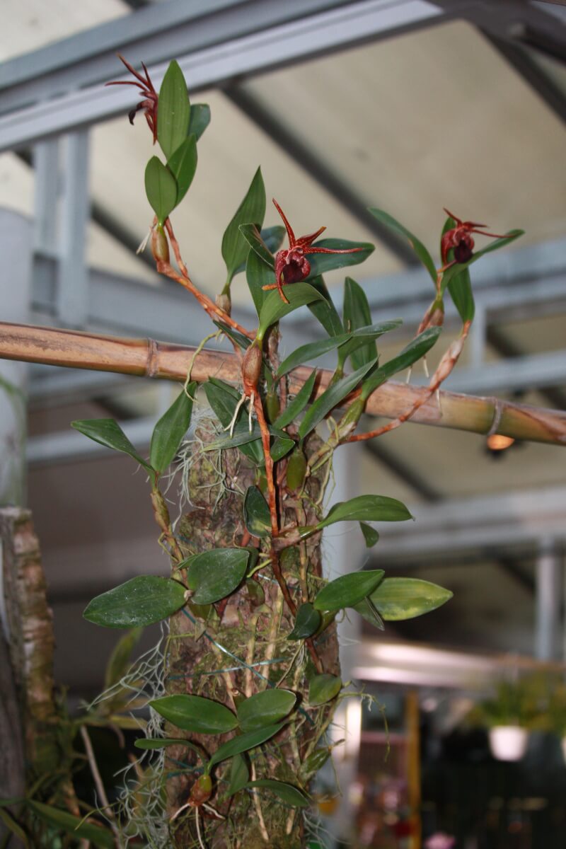 Epigeneium coelogyne