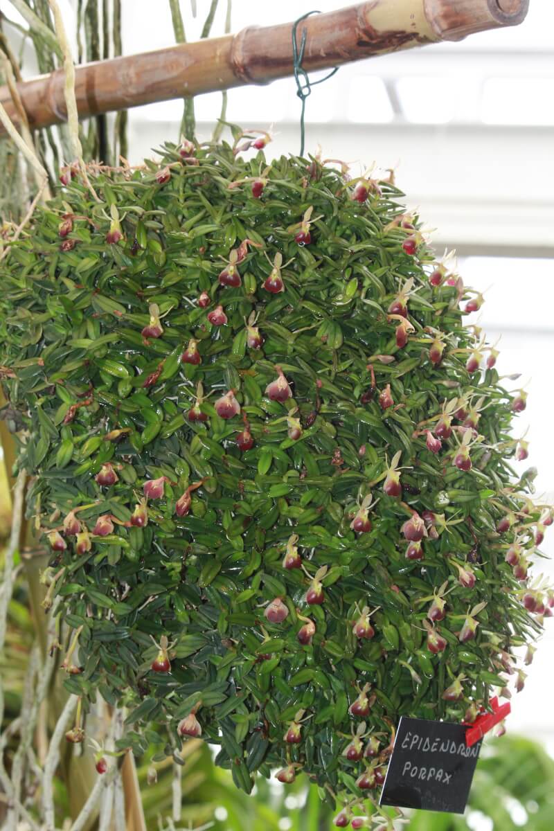 Epidendrum (Nanodes) porpax