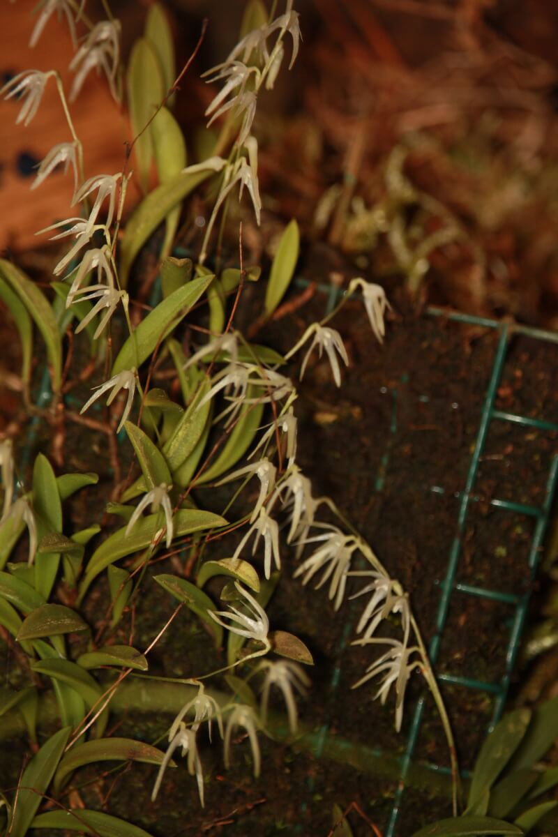 Pleurothallis depauperata