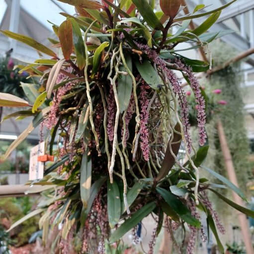 Coelogyne. fimbriata