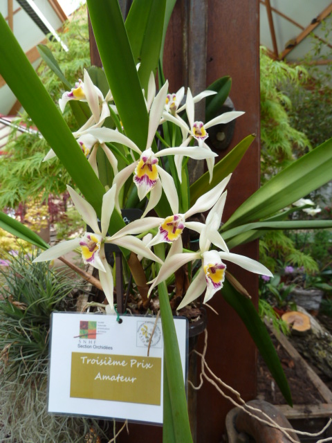 Cattleya iricolor