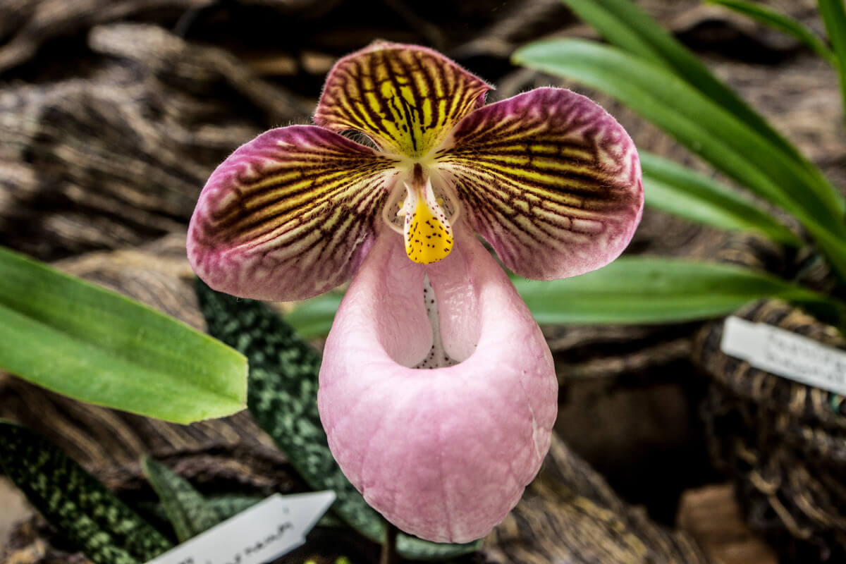 Paphiopedilum micranthum ssp eburneum