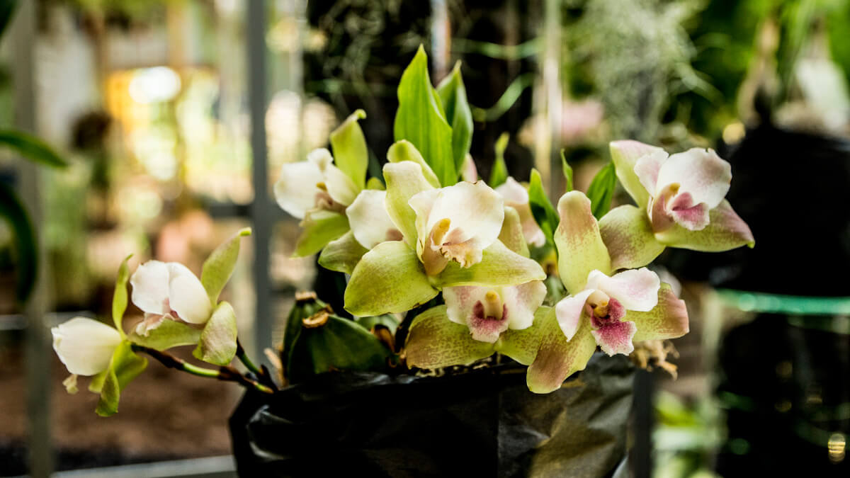 Lycaste Caroline