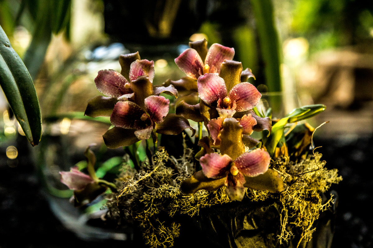 Lycaste Sarah Warriner