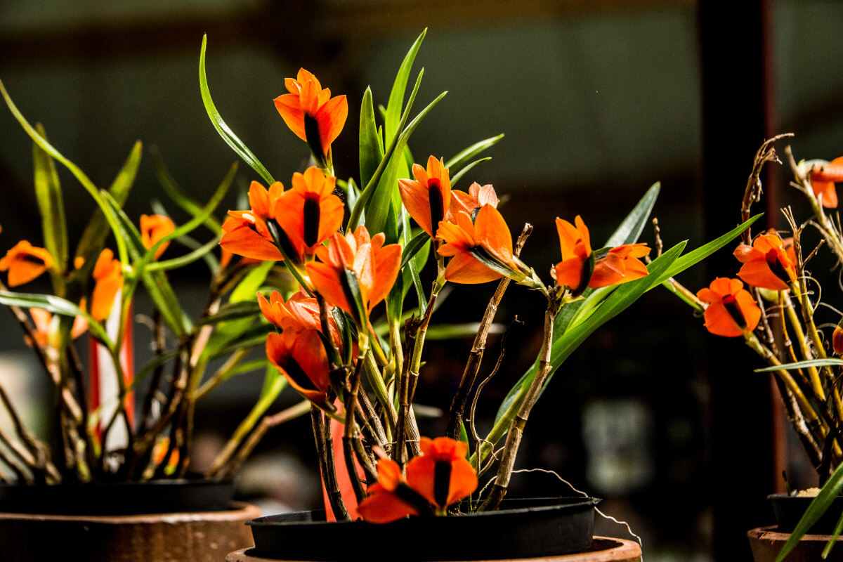 Dendrobium vexillarius