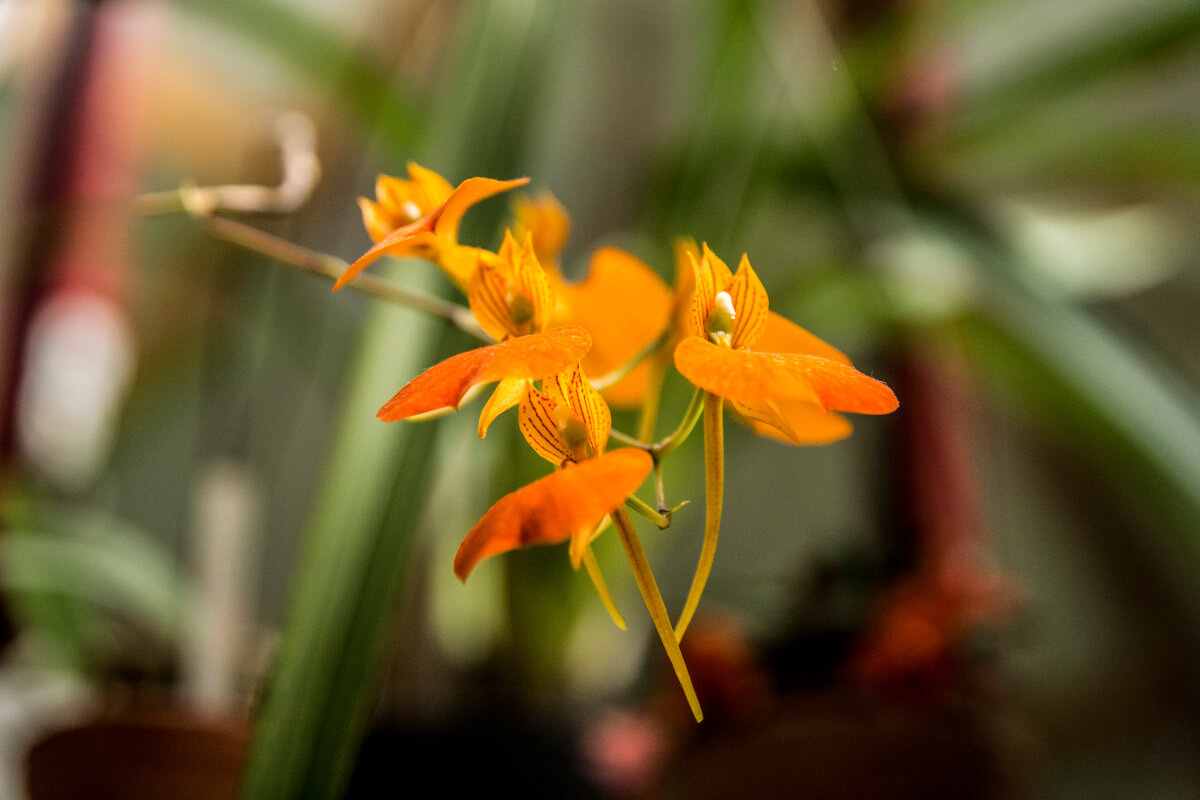 Comparettia speciosa