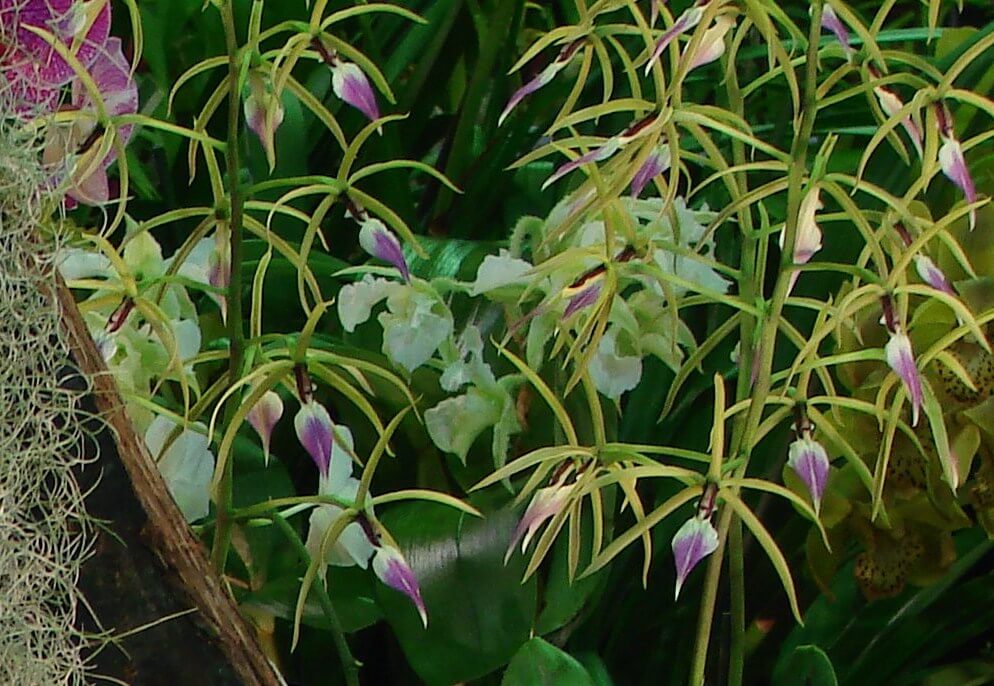 Prosthechea brassavolae