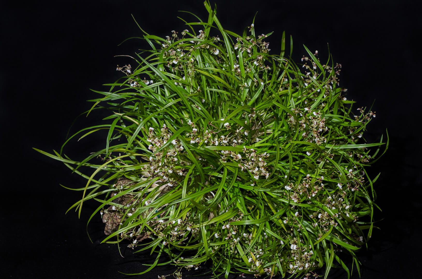 Stigmatostalix radicans