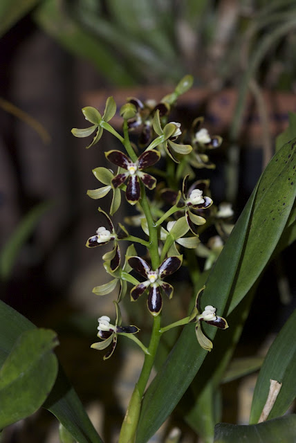 Prosthechea bueraremensis