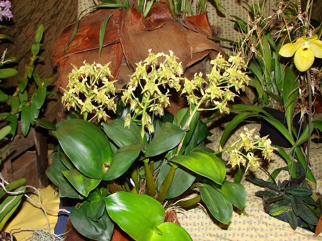 Dendrobium polysema