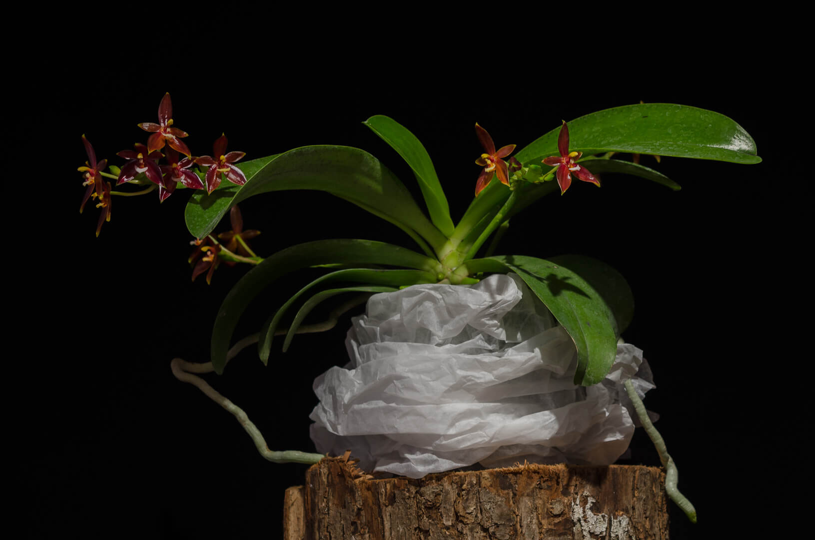 Phalaenopsis cornu-cervi