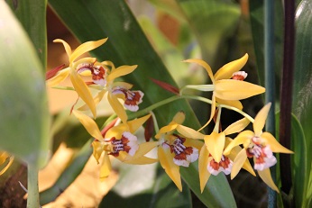 Coelogyne lentiginosa