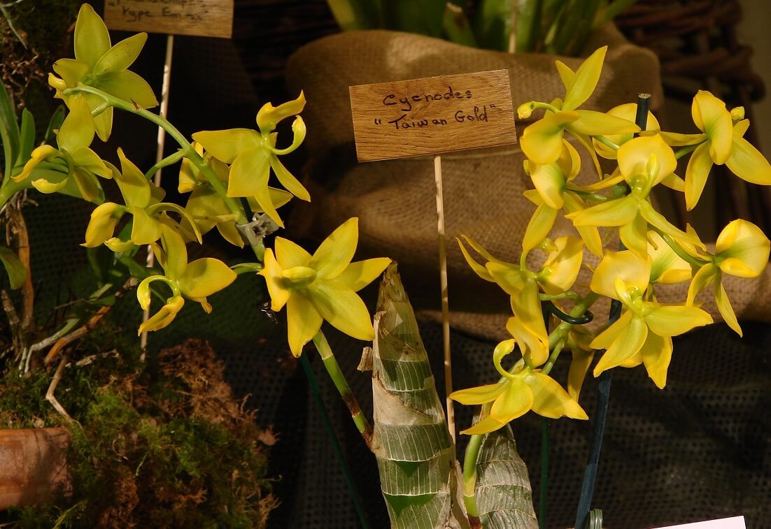 Cycnodes Taiwan Gold