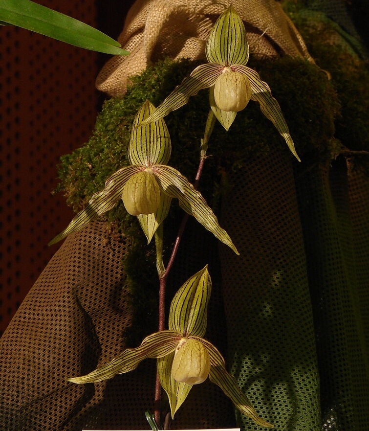 Paphiopedilum Harold Koopowitz