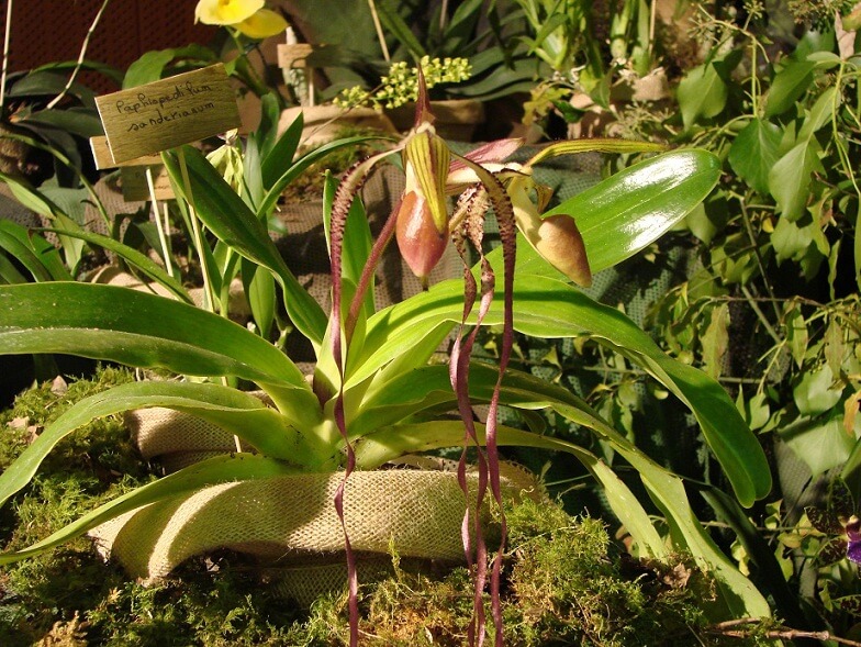 Paphiopedilum sanderianum