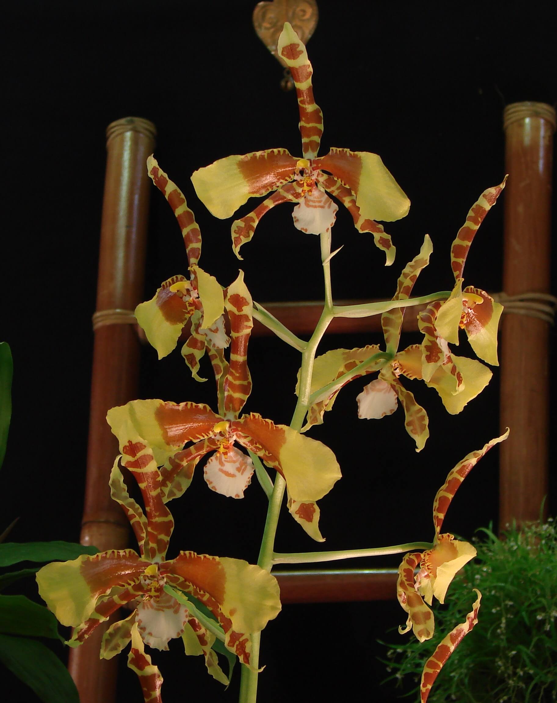 Rossioglossum Rawdon Jester