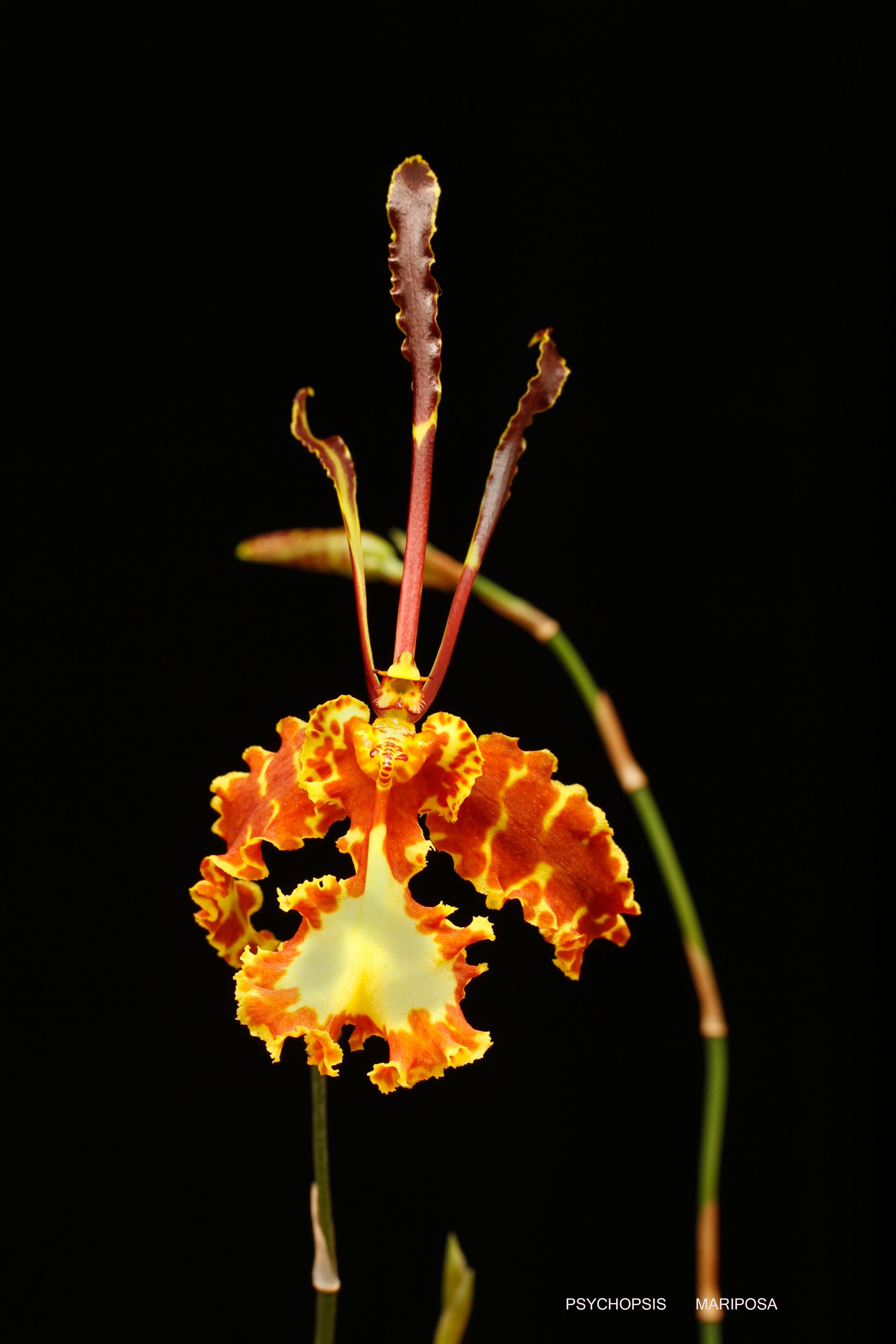 Psychopsis Mariposa