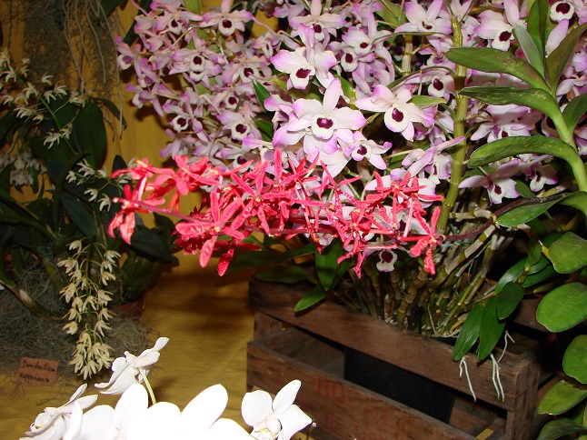 Renanthera Singaporean