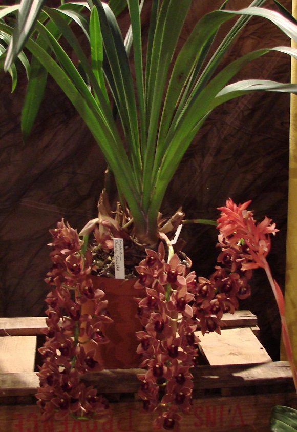 Cymbidium Stockstill