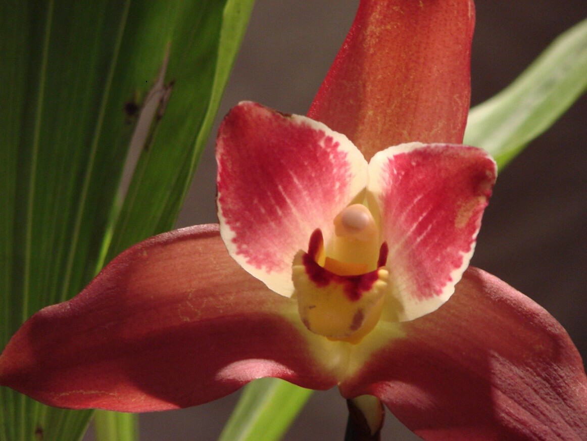 Angulocaste Red Jewel