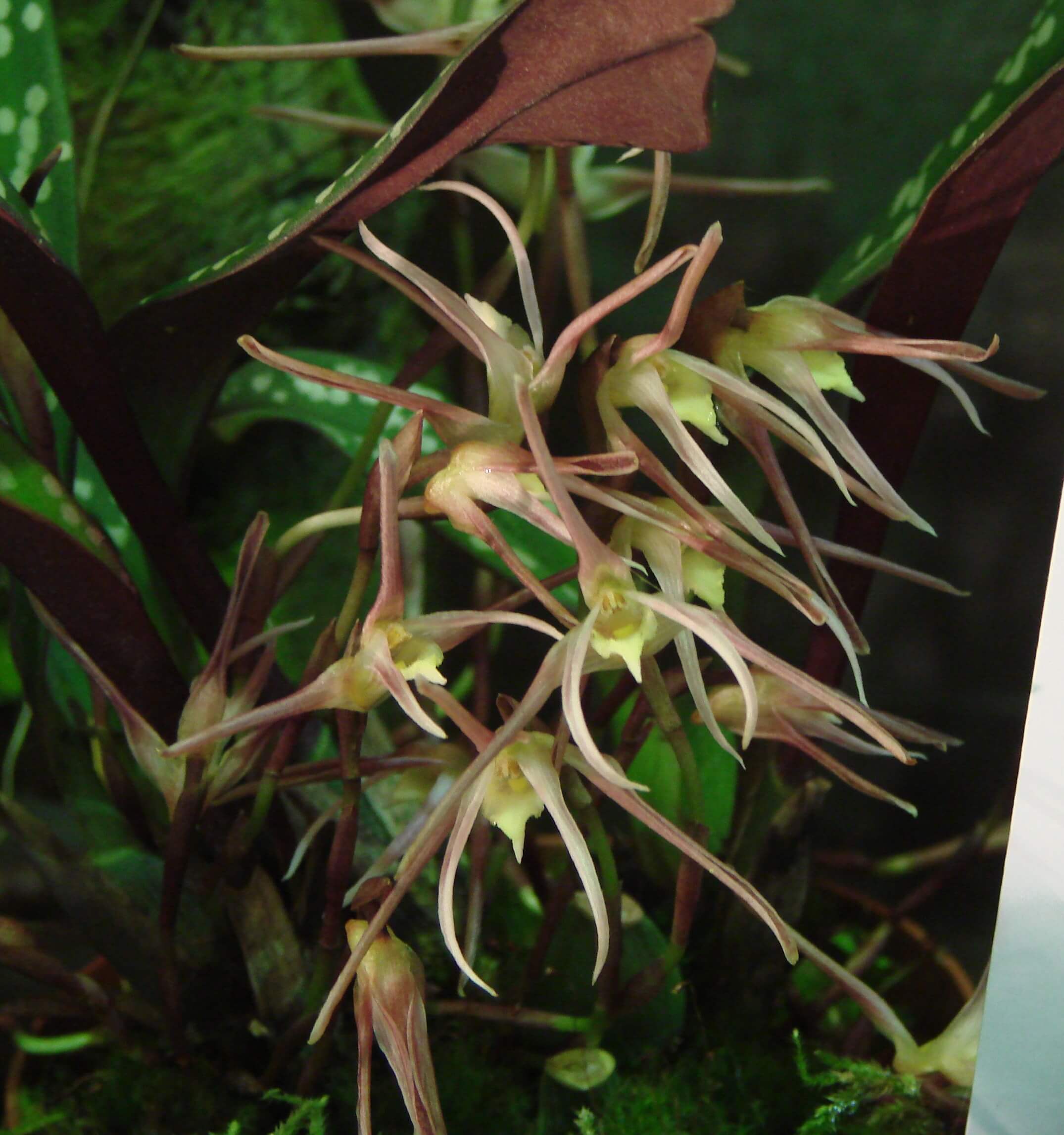 Maxillaria reichenheimiana