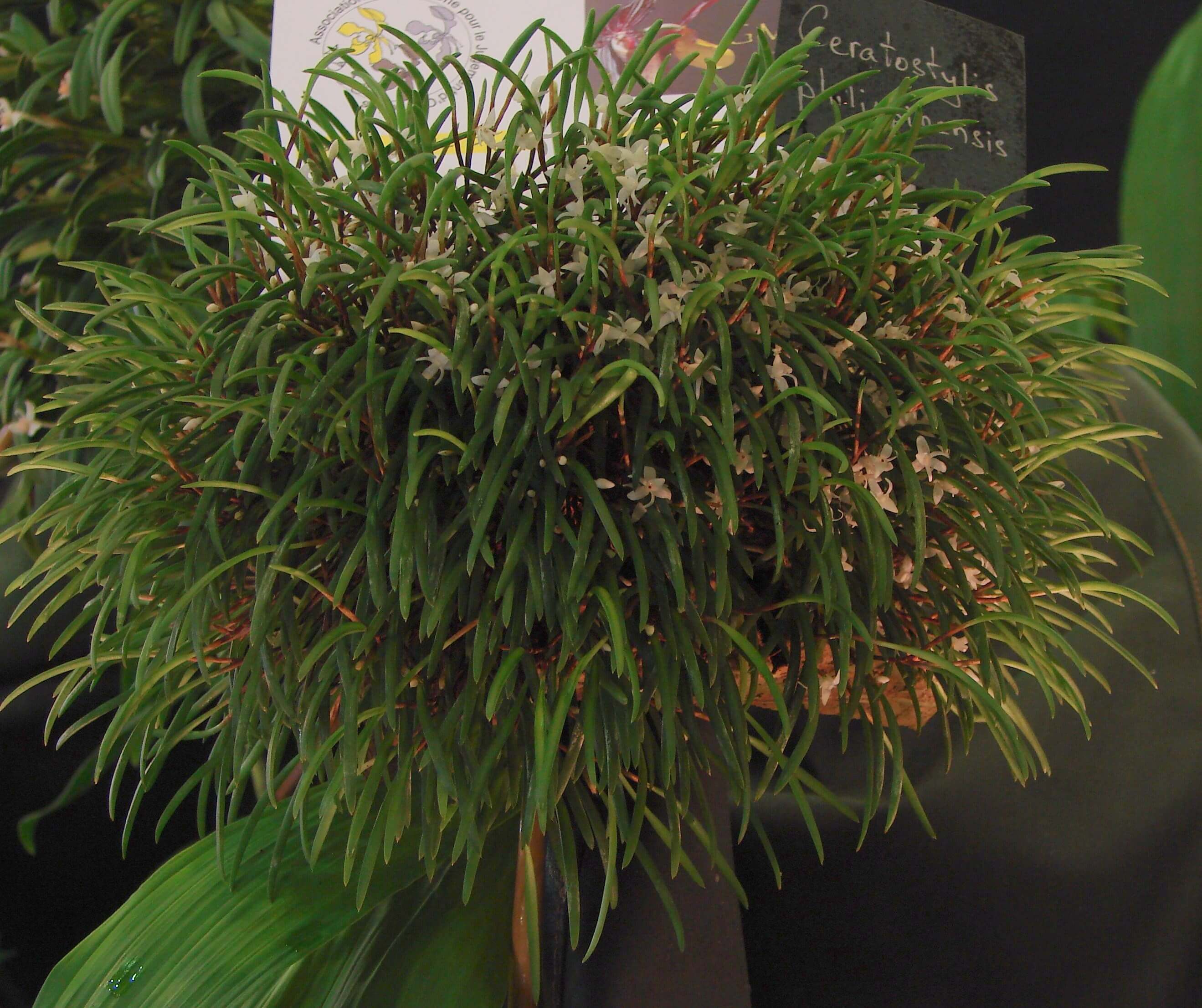 Ceratostylis philippinensis