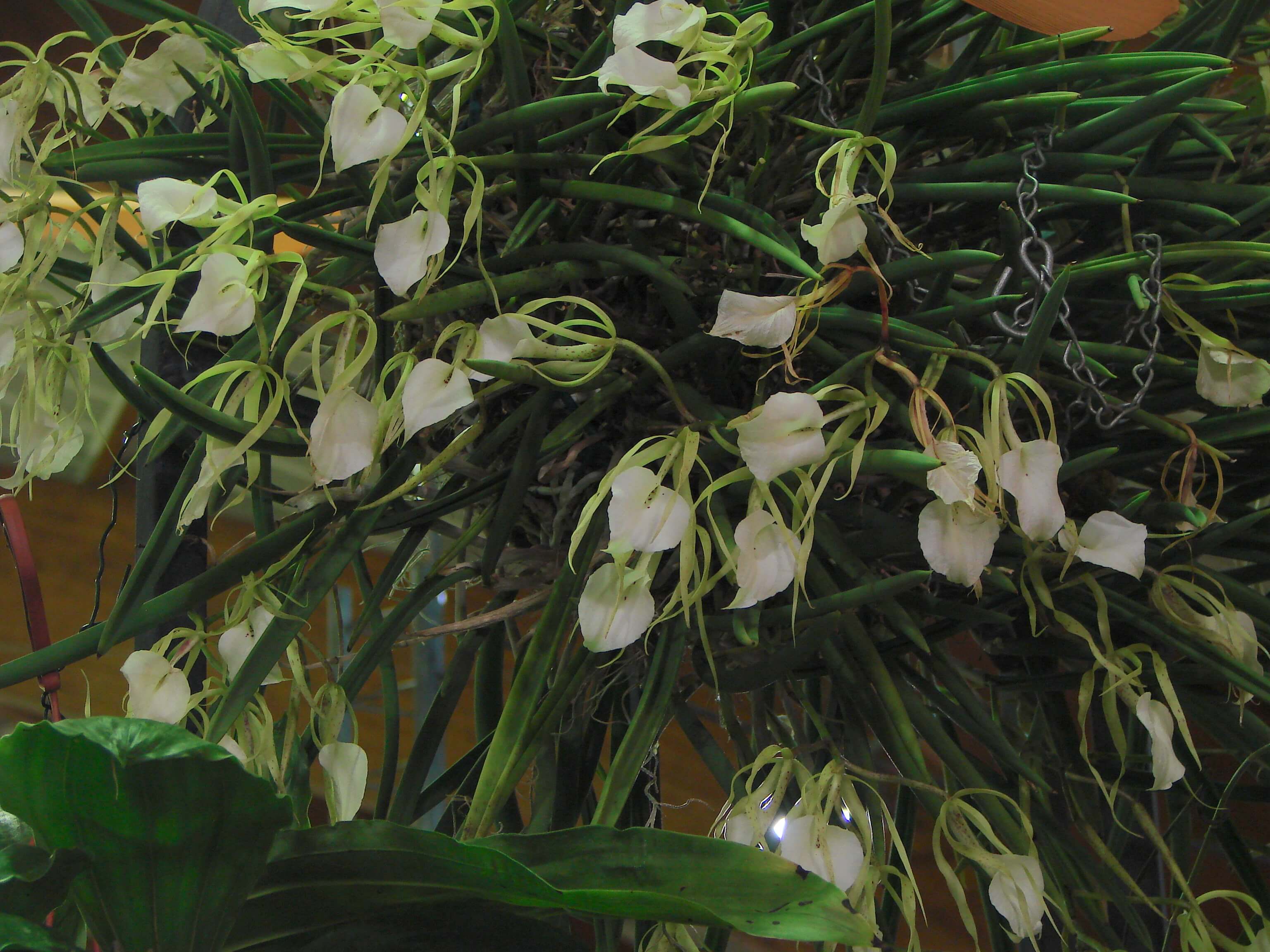 Brassavola nodosa