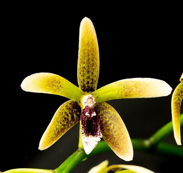 Dendrobium munificum