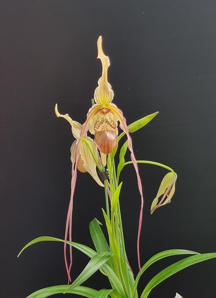 Phragmipedium Betheva