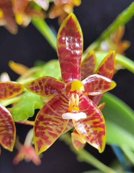 Phalaenopsis cornu-cervi