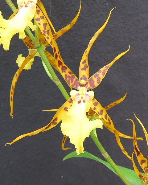 Aliceara Pacific Nova