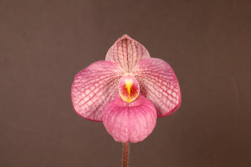 Paphiopedilum Magic Lantern