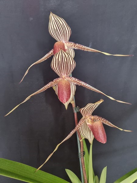 Paphiopedilum rothschildianum