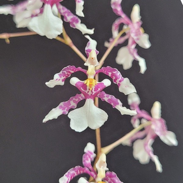 Oncidium incurvum