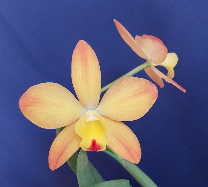 Rhyncattleanthe Leroy's Star