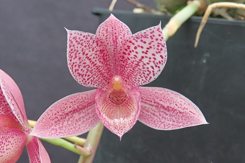 Clowesetum Alexandra Savva