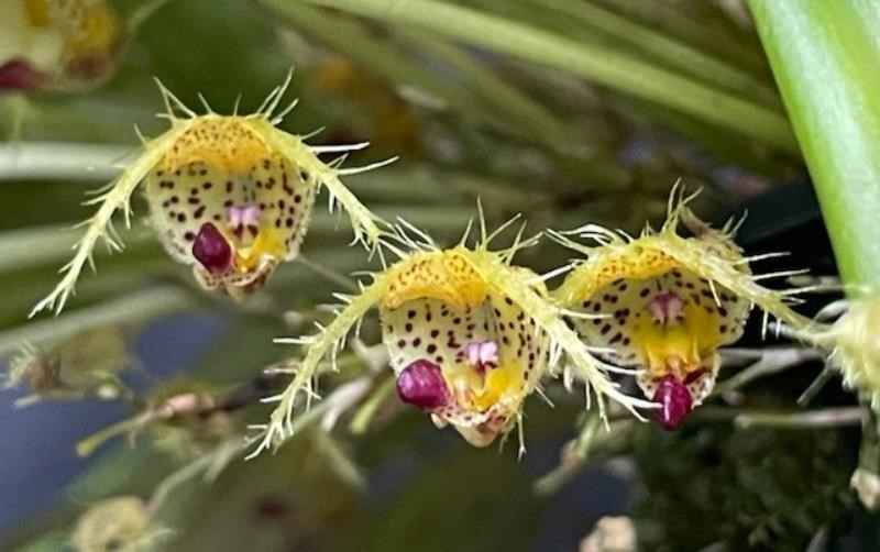 Scaphosepalum fimbriatum