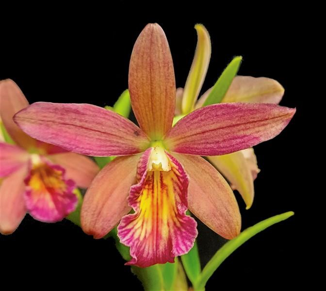 Nealeara Seeing Stars