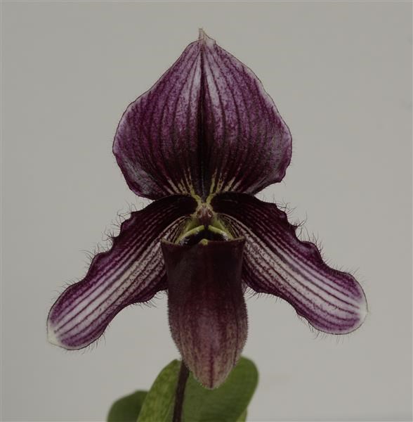 Paphiopedilum Hanoi Fairy