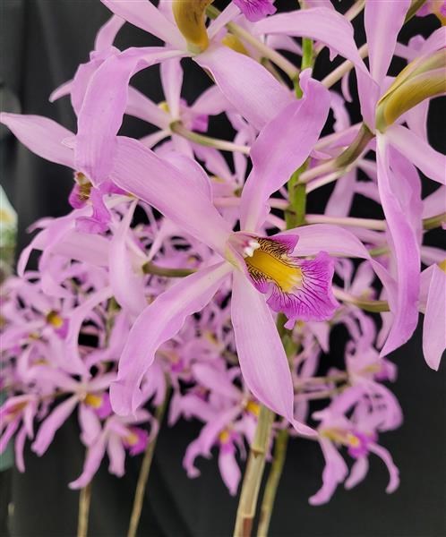 Laelia superbiens